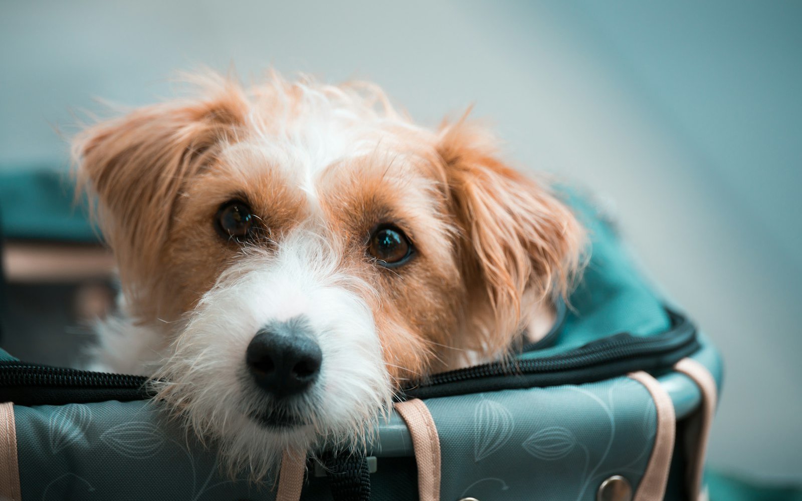 Small dog peeking out of a travel carrier, representing bringing a pet to Colombia